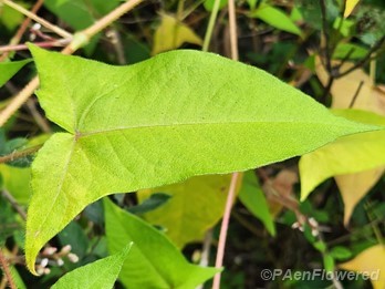 Leaf