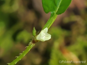 Tiny, open flower