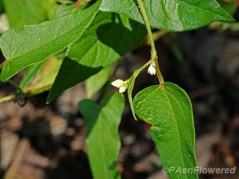 Plant in flower