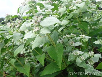 Short-toothed mountainmint