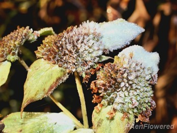 Frosted fruit