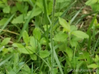 Orange hawkweed