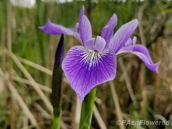 Blueflag iris
