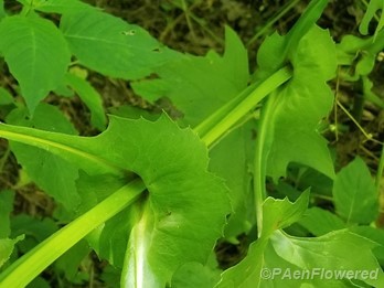 Perfoliate leaves
