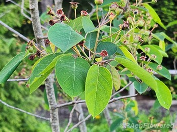 Plant in early fruit