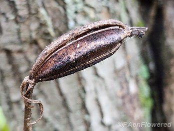 Seed pod