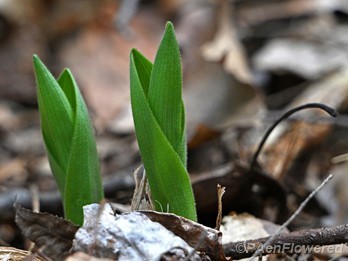 Early leaves