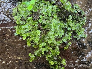 Typical gametophyte form