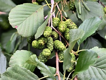 Leaves and catkins