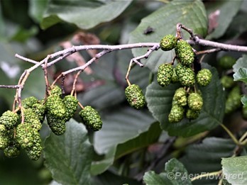 Mature female catkins