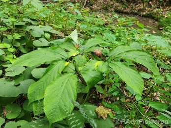 Plant form