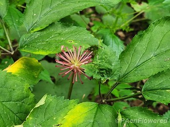Inflorescence 