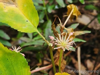 Flower stalks