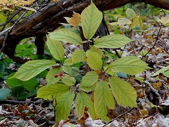 American Ginseng