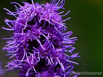 Inflorescence