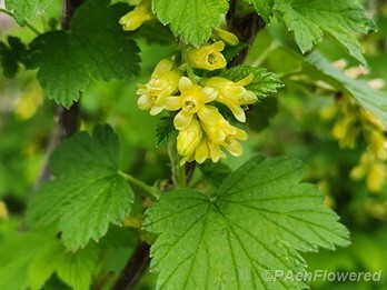 Flowers & leaf