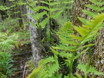 Flowering fern