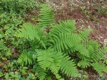 Plant form & habitat