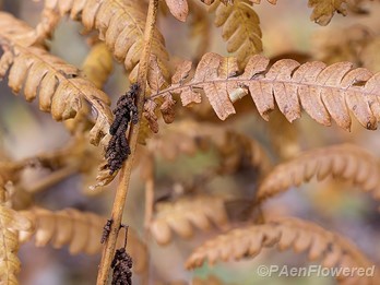 Sporangia and pinnae with fall colors
