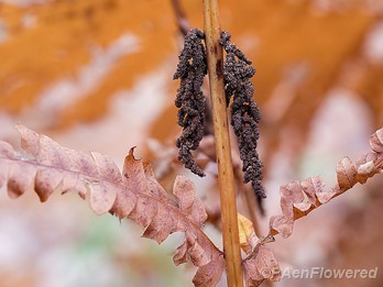 Sporangia and pinnae with fall colors