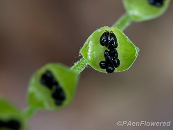 Seeds