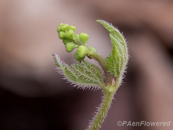 Early flower buds with leaves