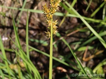 Culm with Spikelets
