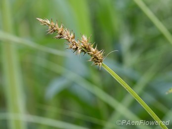 Culm with spikelets