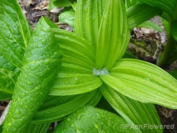 False Hellebore