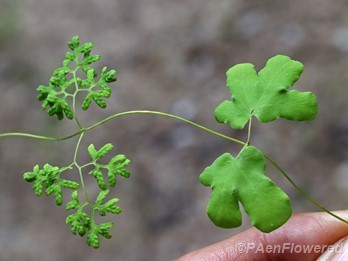 Portion of frond showing terminal, fertile (left) and lower, sterile pinnae (right)