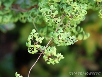 Fertile pinnae