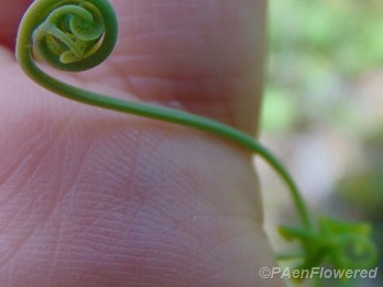 Fiddlehead