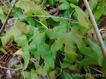 Withering sterile pinnae