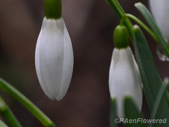 Flower buds