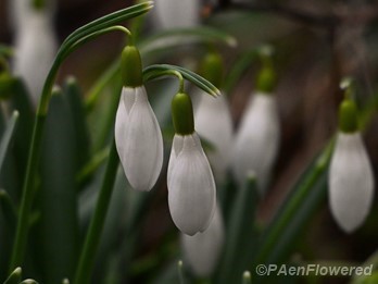 Flower buds