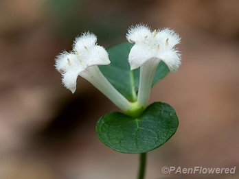 Flowers with leaves