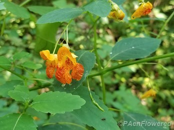 Flower detail