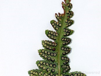 Abaxial surface of fertile frond showing sori
