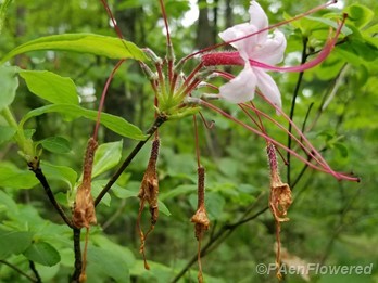 Pink Azalea