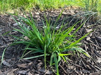 Plant form