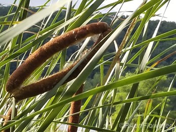 Wetland habitat