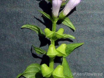 Plant in flower