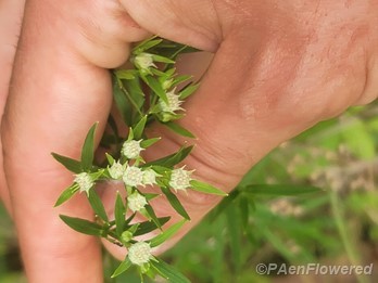 Foliage and flower buds 