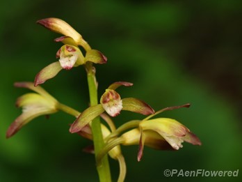 Plant in flower