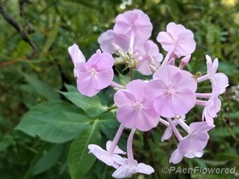 Inflorescence and leaves