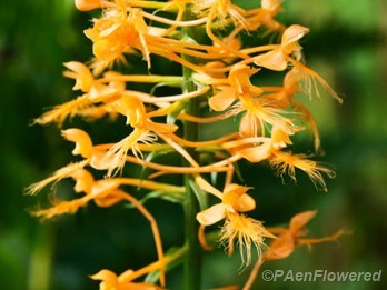 Yellow Fringed Orchid