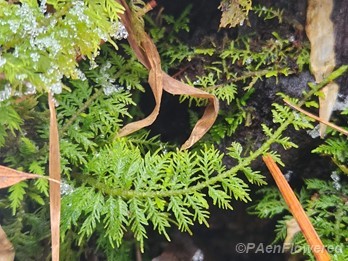 Delicate fern moss