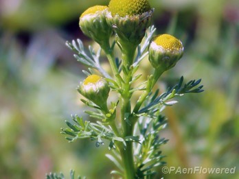 Plants in flower