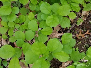 Leaves