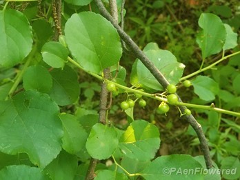 Forming fruits
